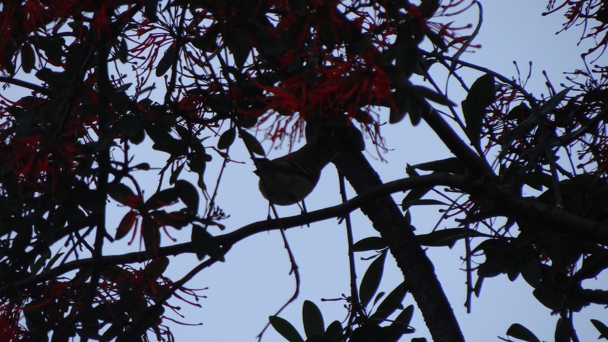 White-crested Elaenia (Chilean) - ML74792921