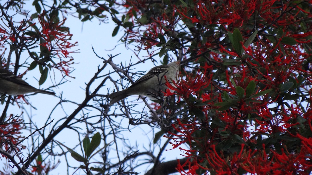 Ak Tepeli Elenya (chilensis) - ML74793011