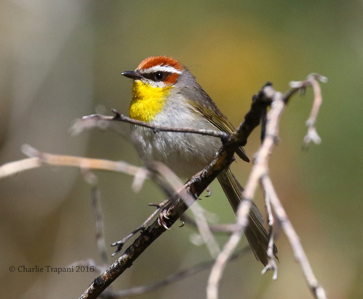 Rufous-capped Warbler - Charlie Trapani