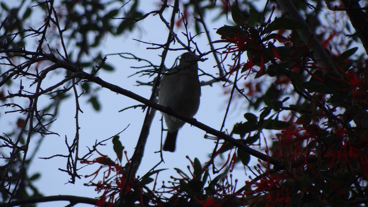 Fiofío Crestiblanco (chilensis) - ML74793091