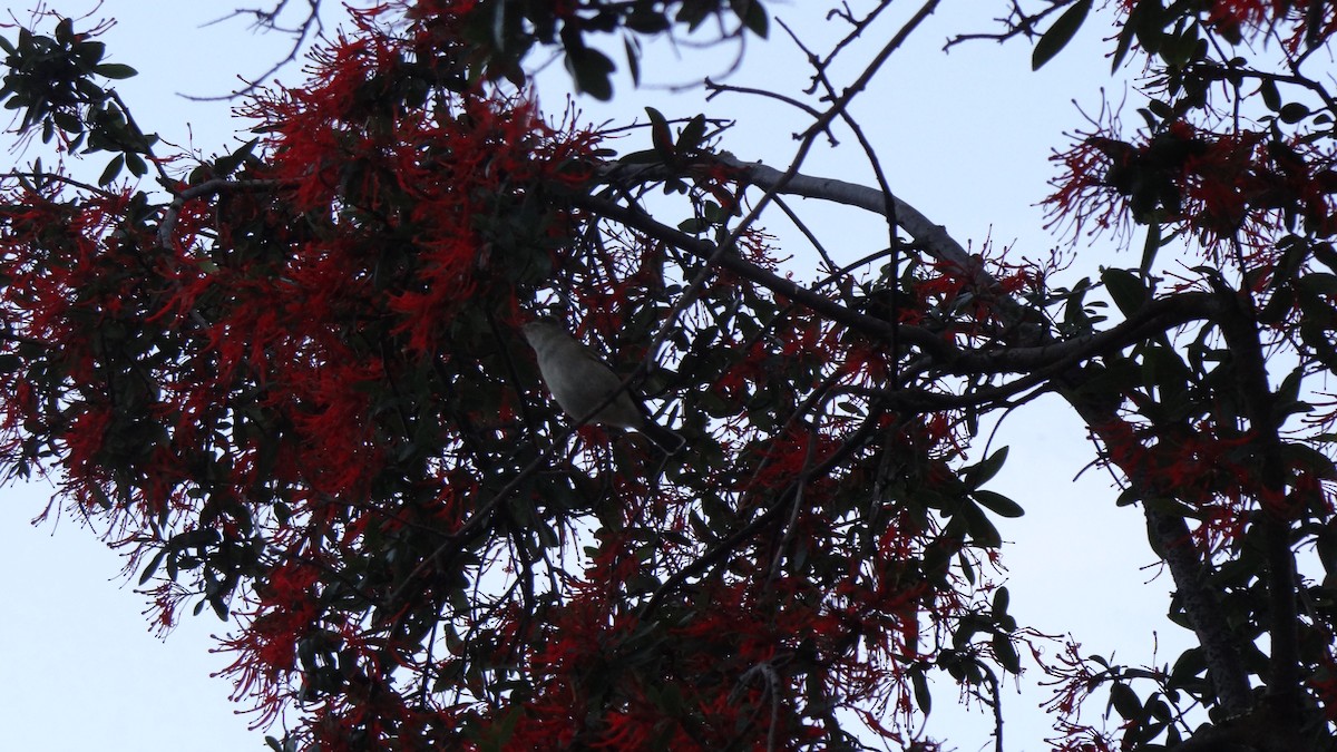 Fiofío Crestiblanco (chilensis) - ML74793101