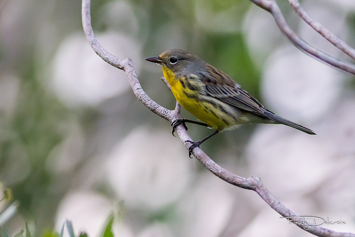 Kirtland's Warbler - ML74793631