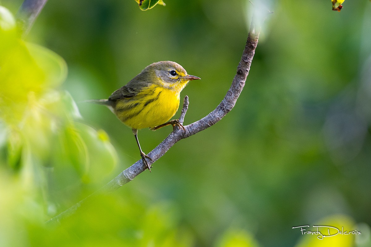 Prairie Warbler - ML74794501