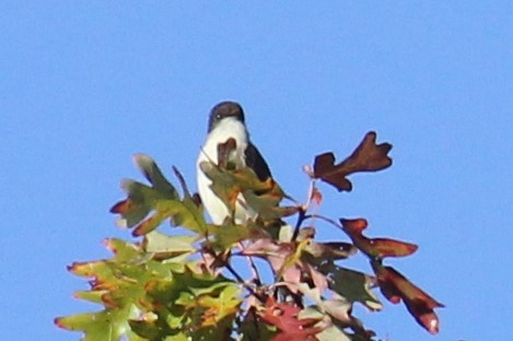 Eastern Phoebe - ML74794771