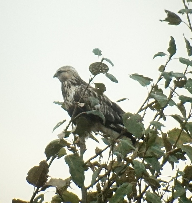 Rough-legged Hawk - Richard Smethurst