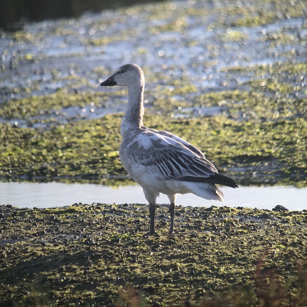 Snow Goose - ML74797311