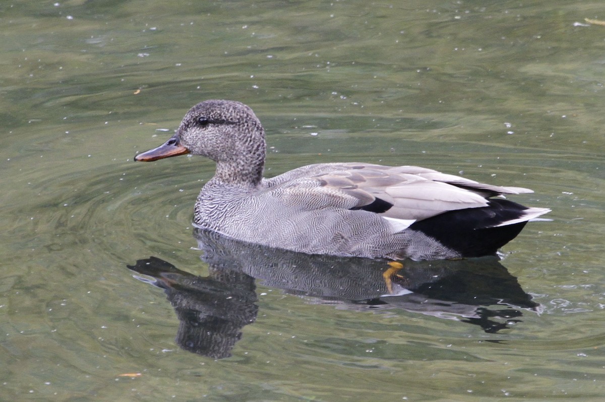 Gadwall - Reinhard Vehring