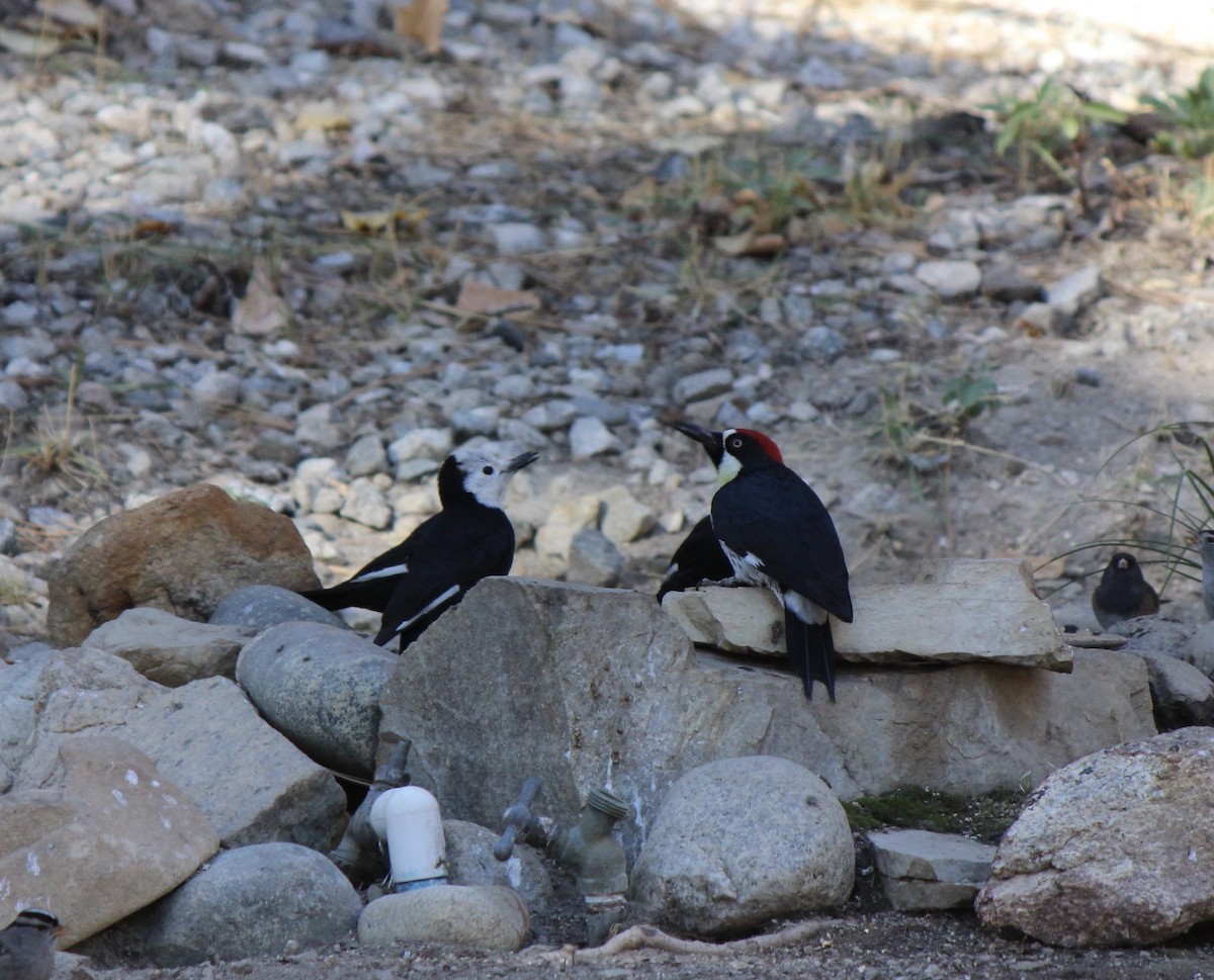 Acorn Woodpecker - ML74800011