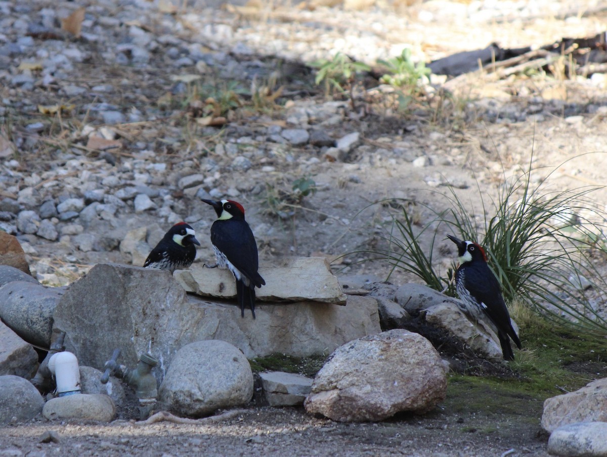 Acorn Woodpecker - ML74800021