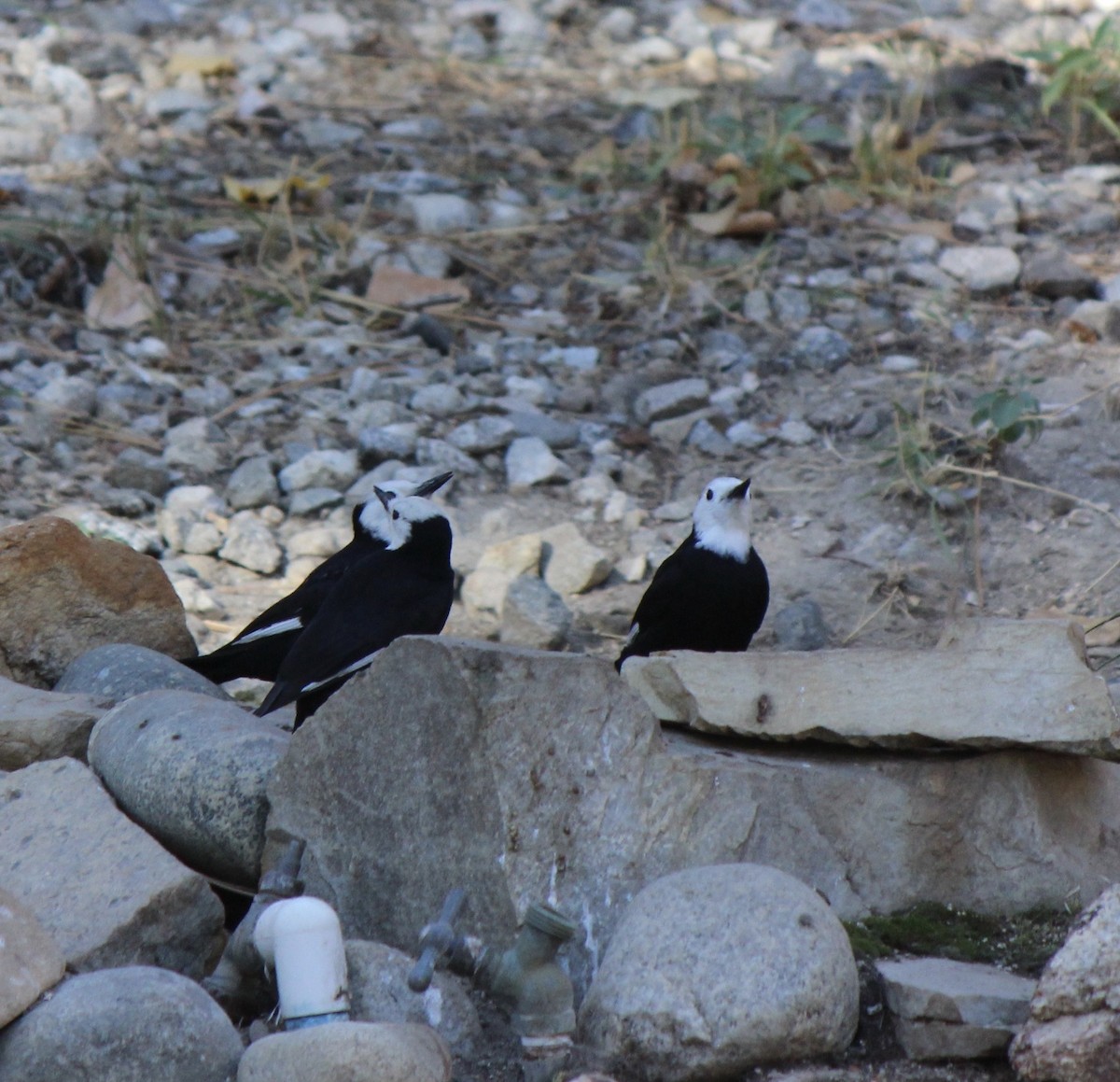 White-headed Woodpecker - ML74800171