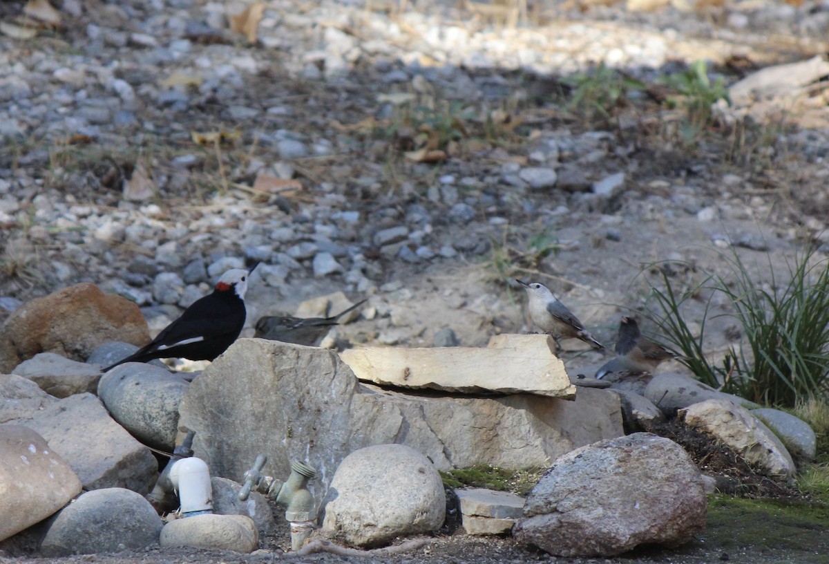 White-headed Woodpecker - ML74800191