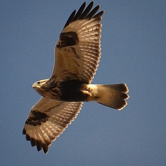 Rough-legged Hawk - ML74800331