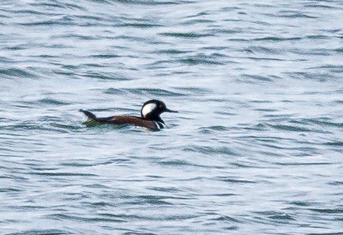 Hooded Merganser - Tom Wilberding