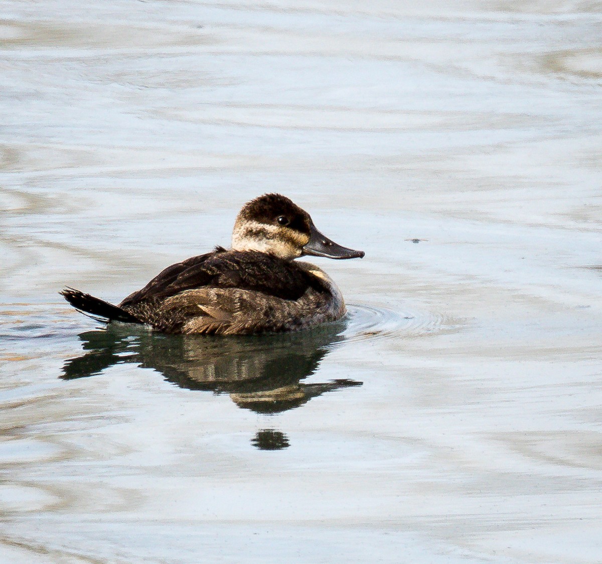 Ruddy Duck - ML74801721