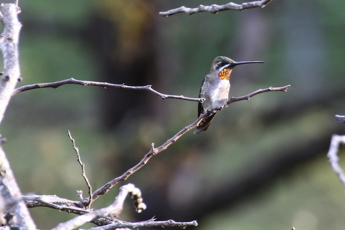 Plain-capped Starthroat - ML74804431