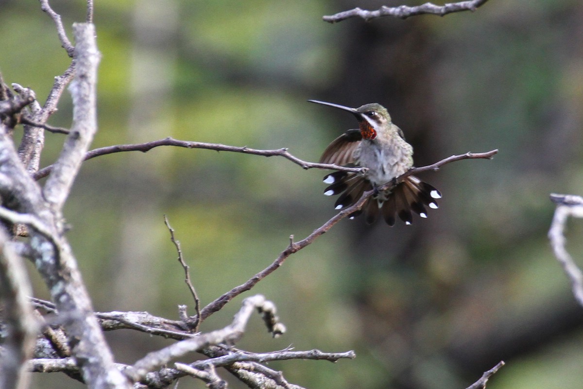 Plain-capped Starthroat - ML74804501