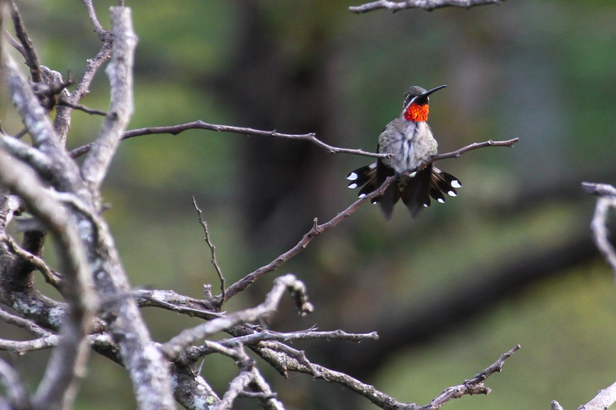 Plain-capped Starthroat - ML74804571