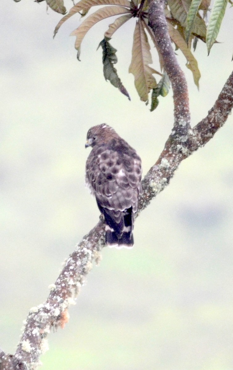 Broad-winged Hawk - ML74805551