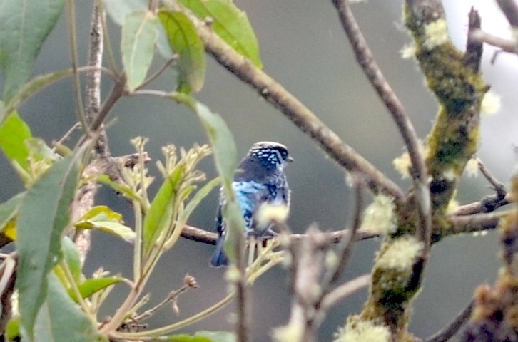 Beryl-spangled Tanager - ML74806361