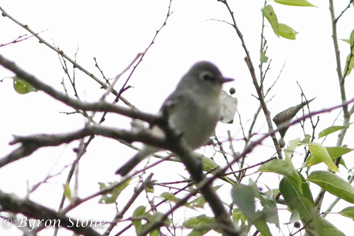 Plumbeous Vireo - ML74806591