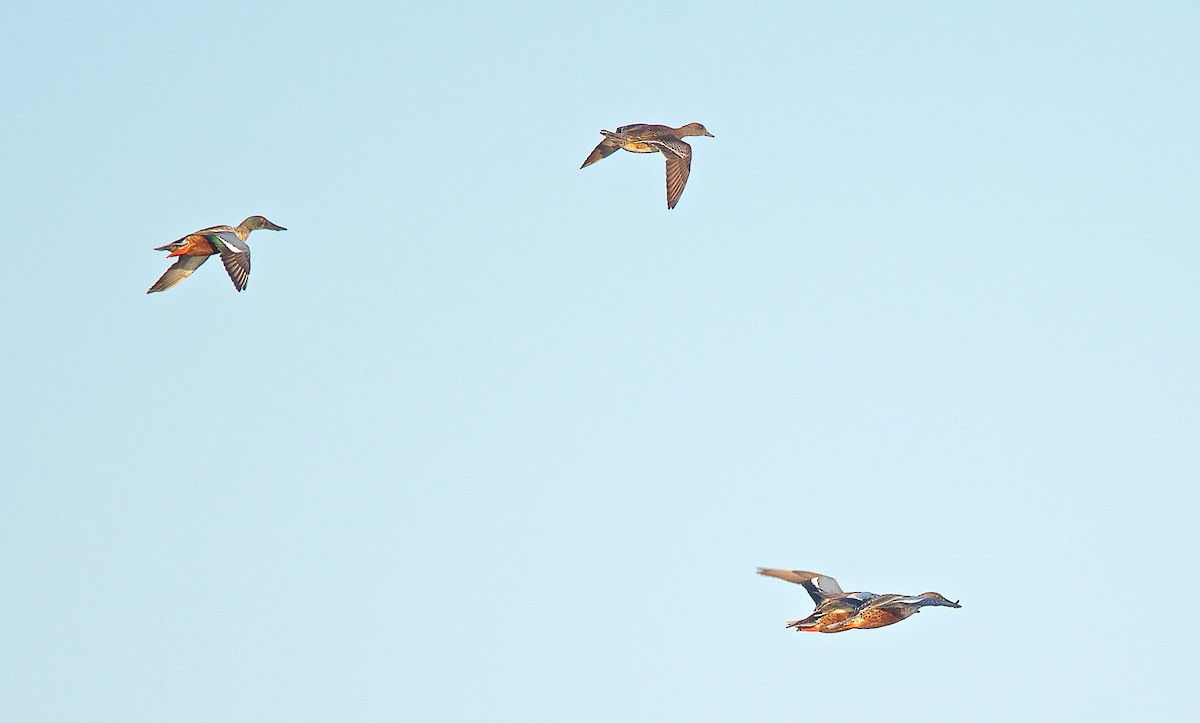 American Wigeon - Harlan Stewart