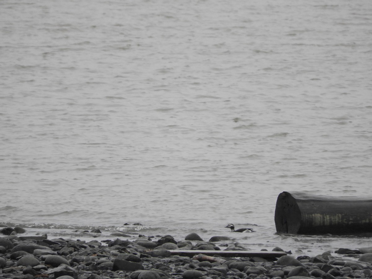 Long-tailed Duck - ML74807881