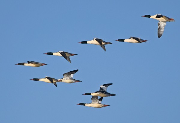 Common Merganser - MJ OnWhidbey