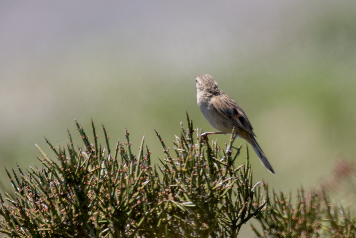 Austral Canastero - ML74811261