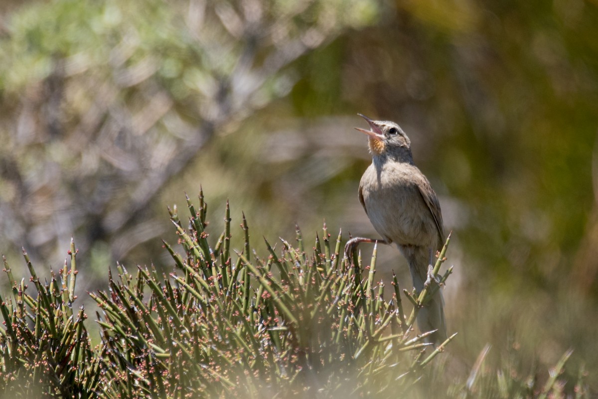 Austral Canastero - ML74811271