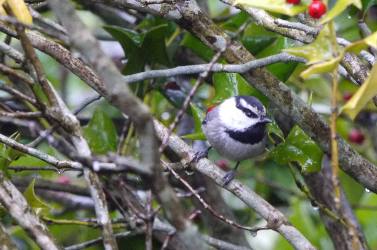 Mountain Chickadee - Doug Niwa