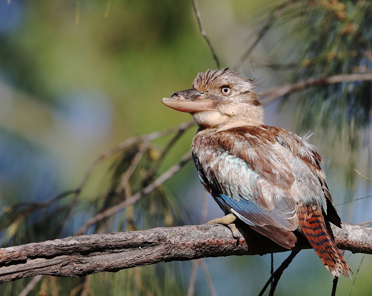 Blue-winged Kookaburra - Tony Ashton