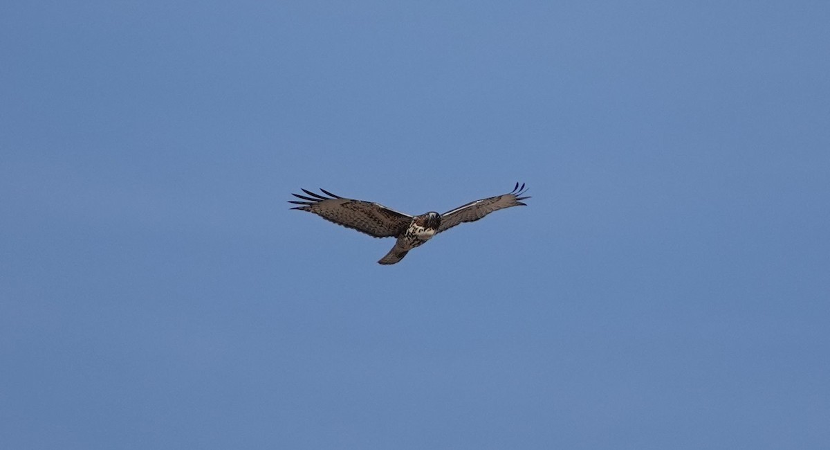Red-tailed Hawk - ML74816171