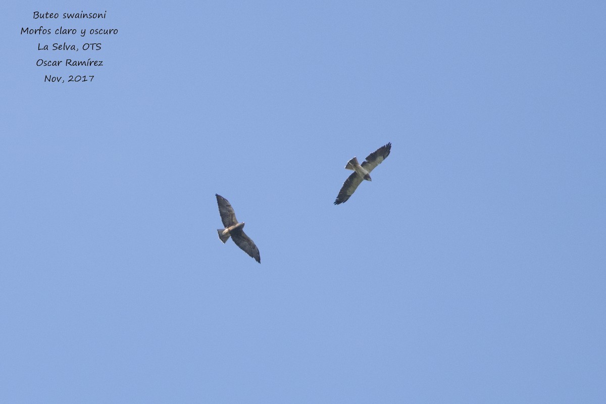 Swainson's Hawk - Oscar Ramirez Alan