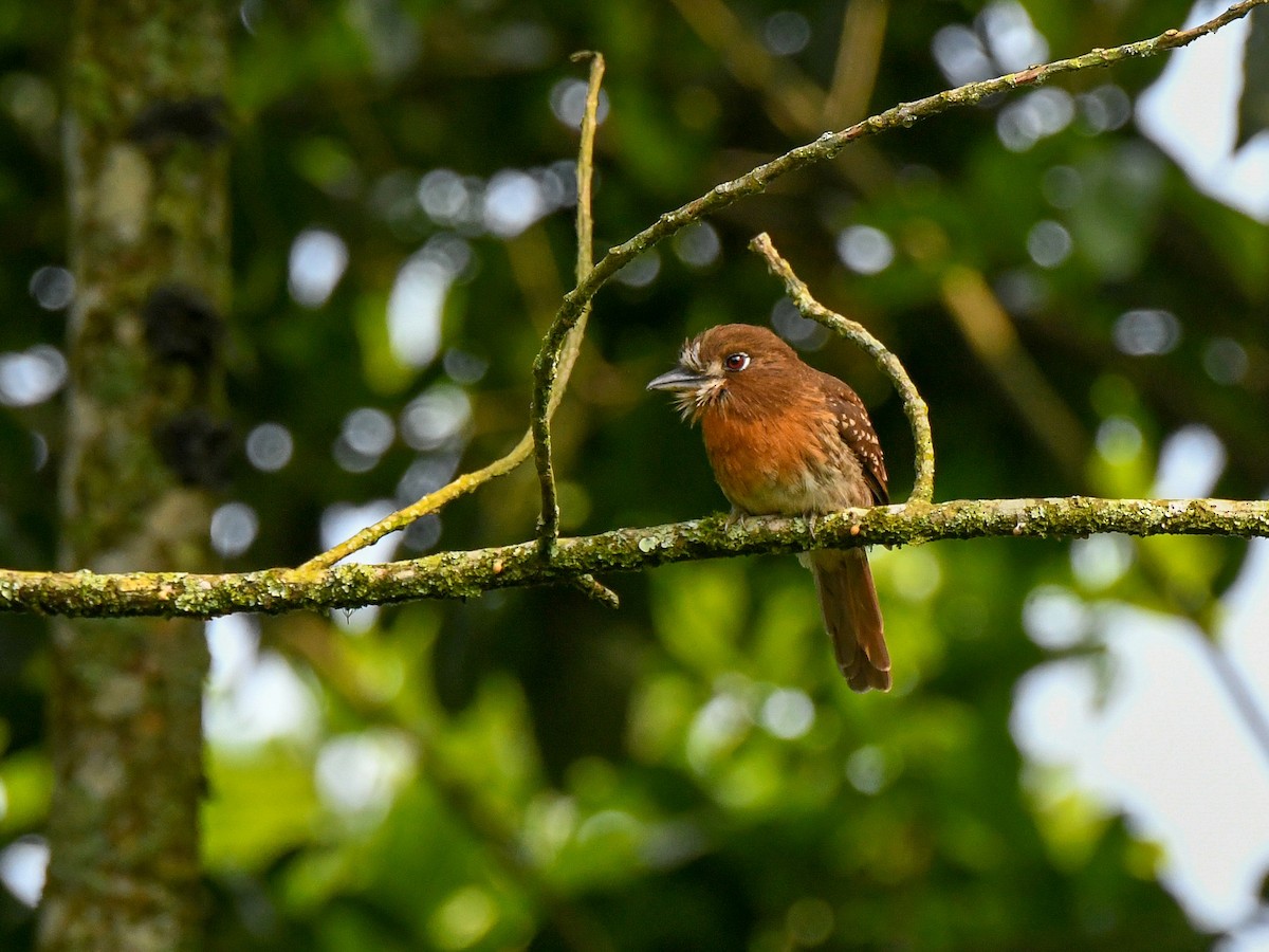 Moustached Puffbird - Bob Hasenick