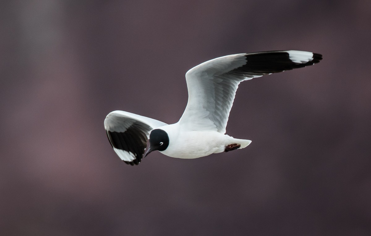 Andean Gull - ML74818501