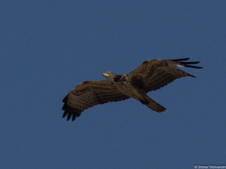 Oriental Honey-buzzard - ML74818751