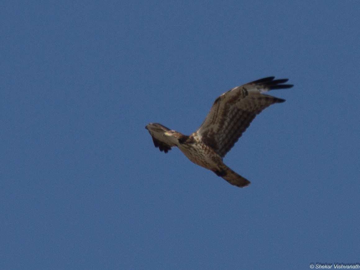 Oriental Honey-buzzard - ML74818761