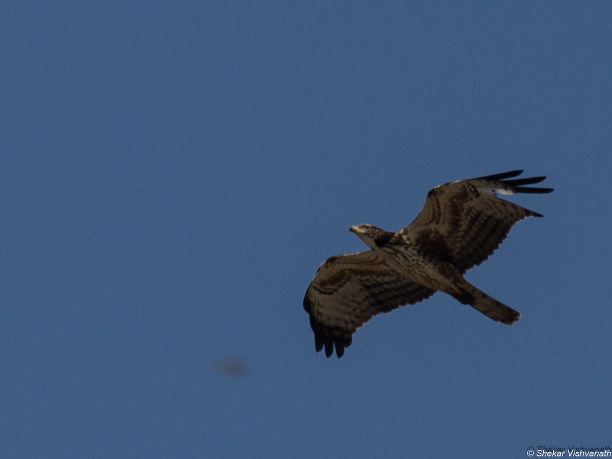 Oriental Honey-buzzard - ML74818771