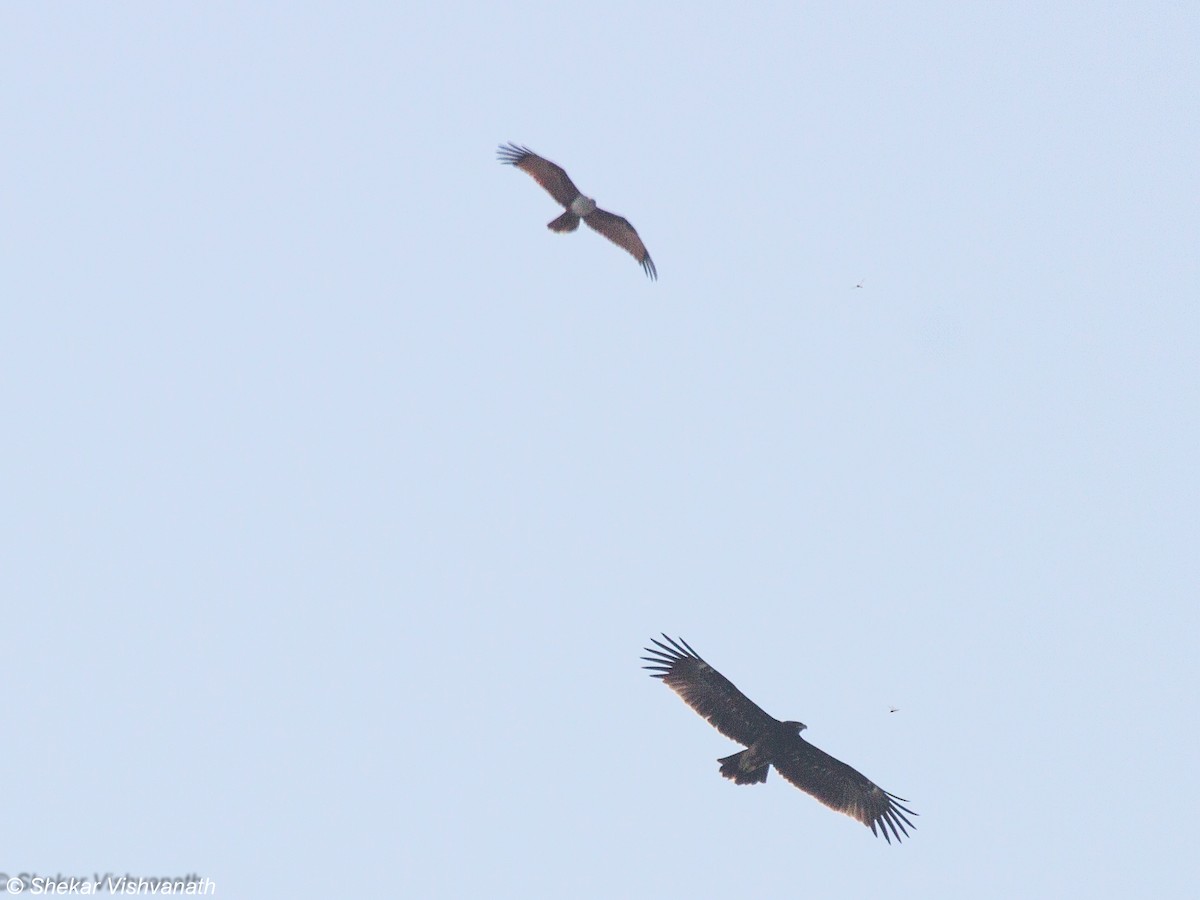 Greater Spotted Eagle - ML74818881