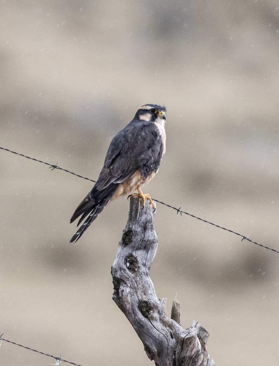 Aplomado Falcon - ML74820091