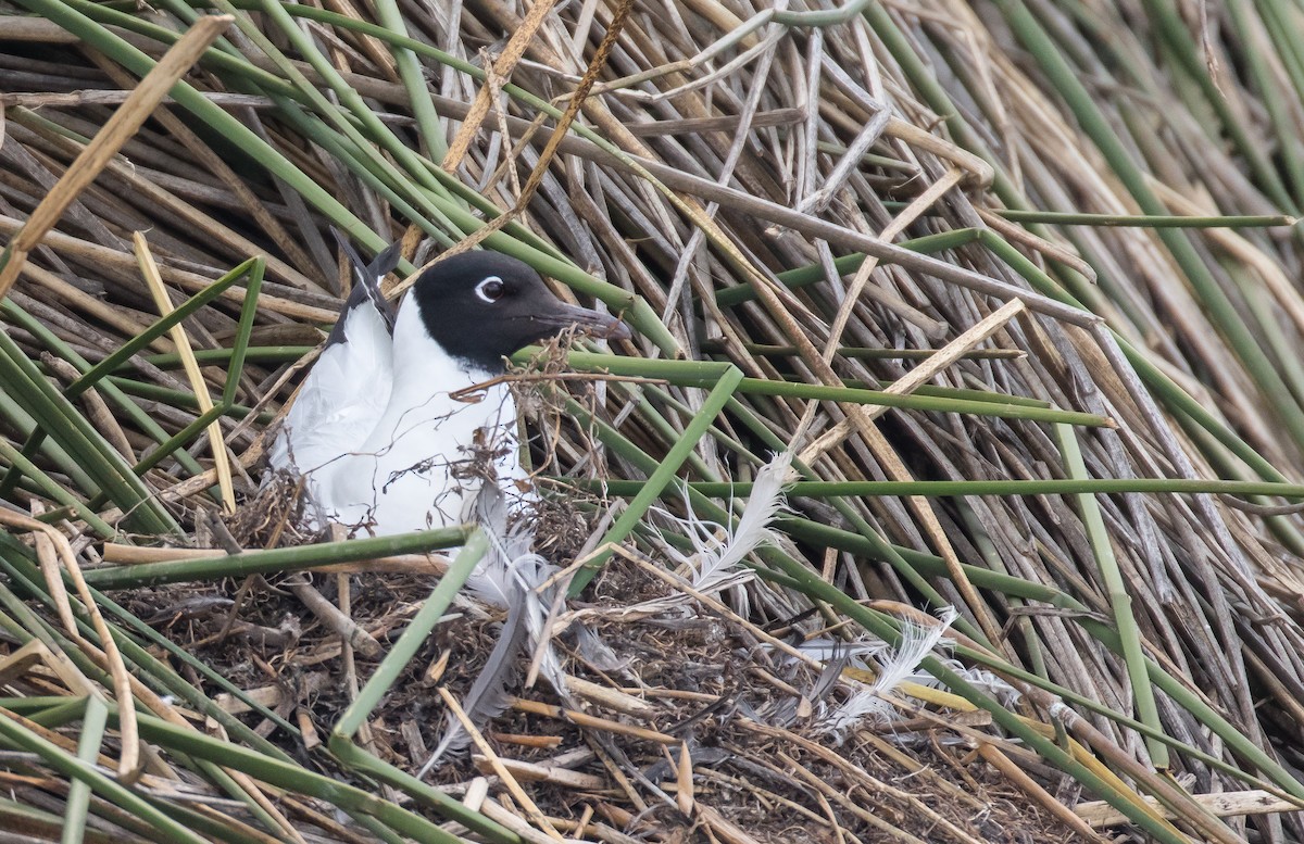 Andean Gull - ML74820151