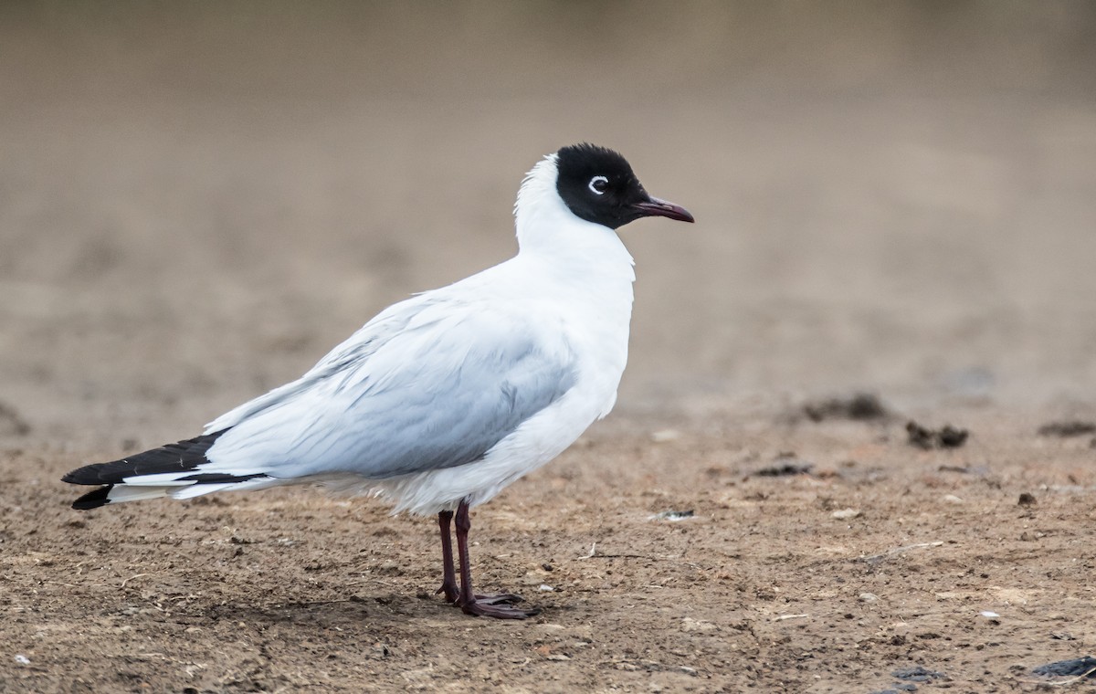 Andean Gull - ML74820331