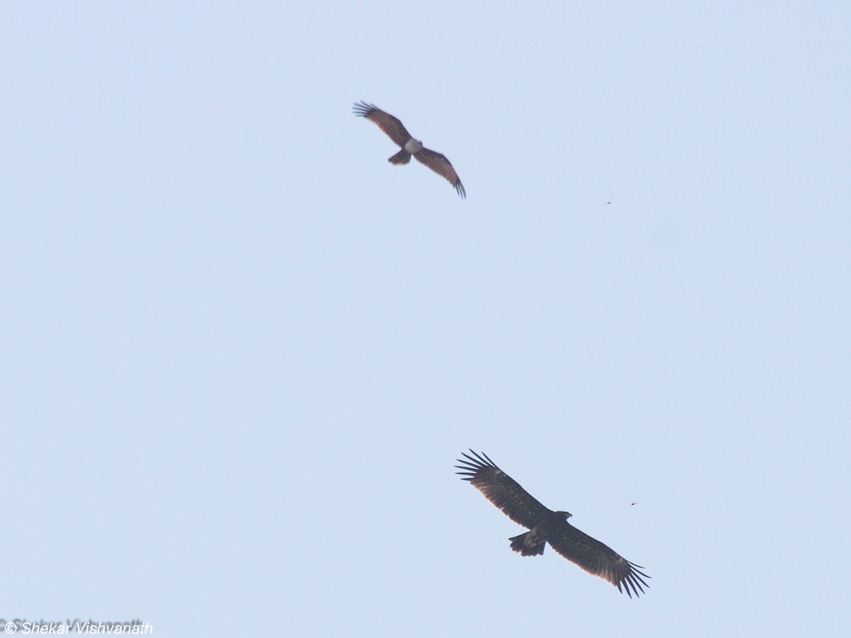 Brahminy Kite - ML74820571