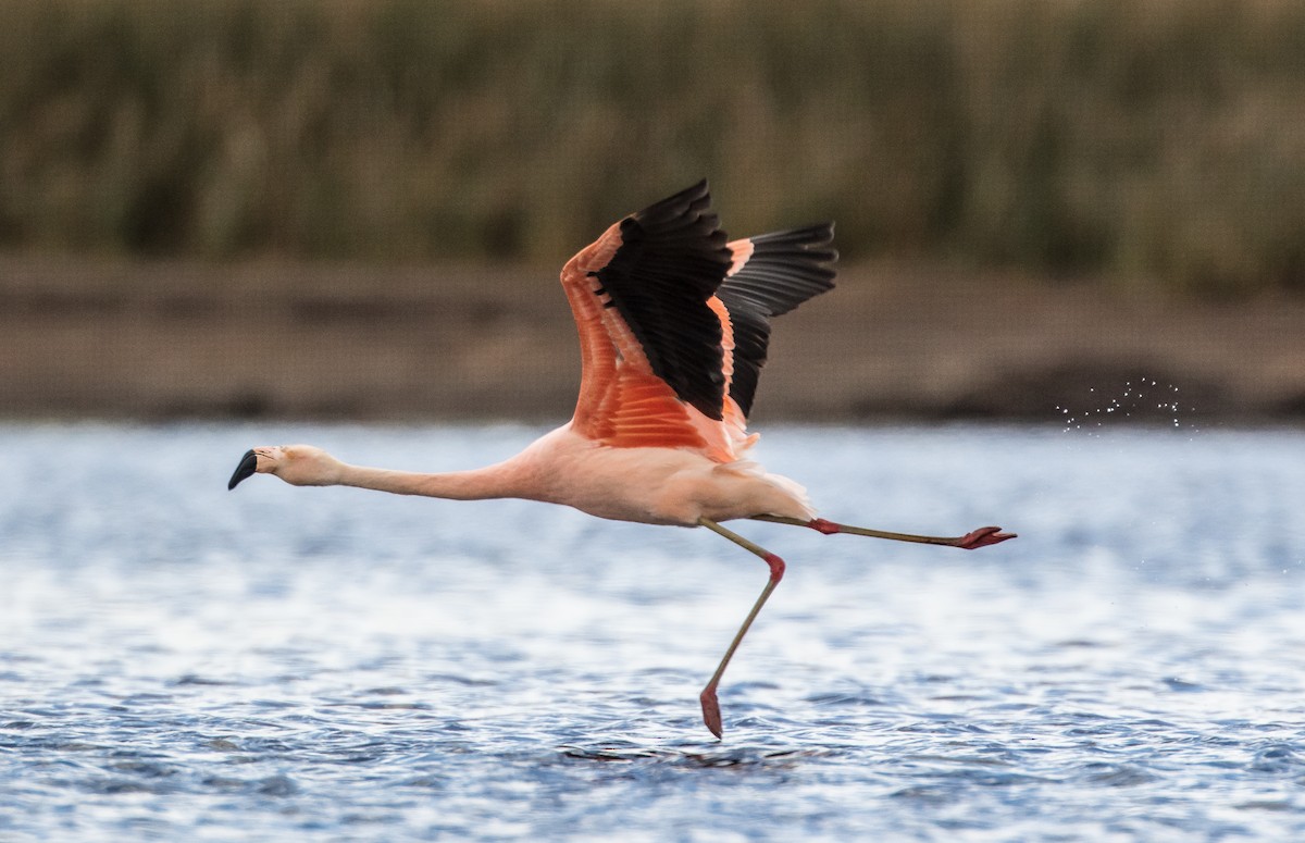 Chilean Flamingo - Blake Matheson