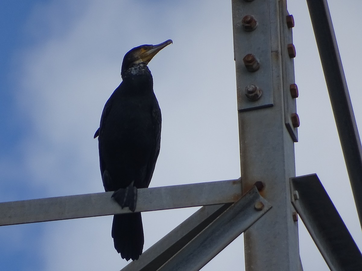 Great Cormorant - ML74821861