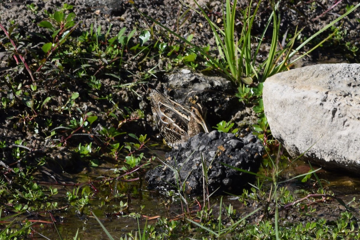 Wilson's Snipe - ML74822401