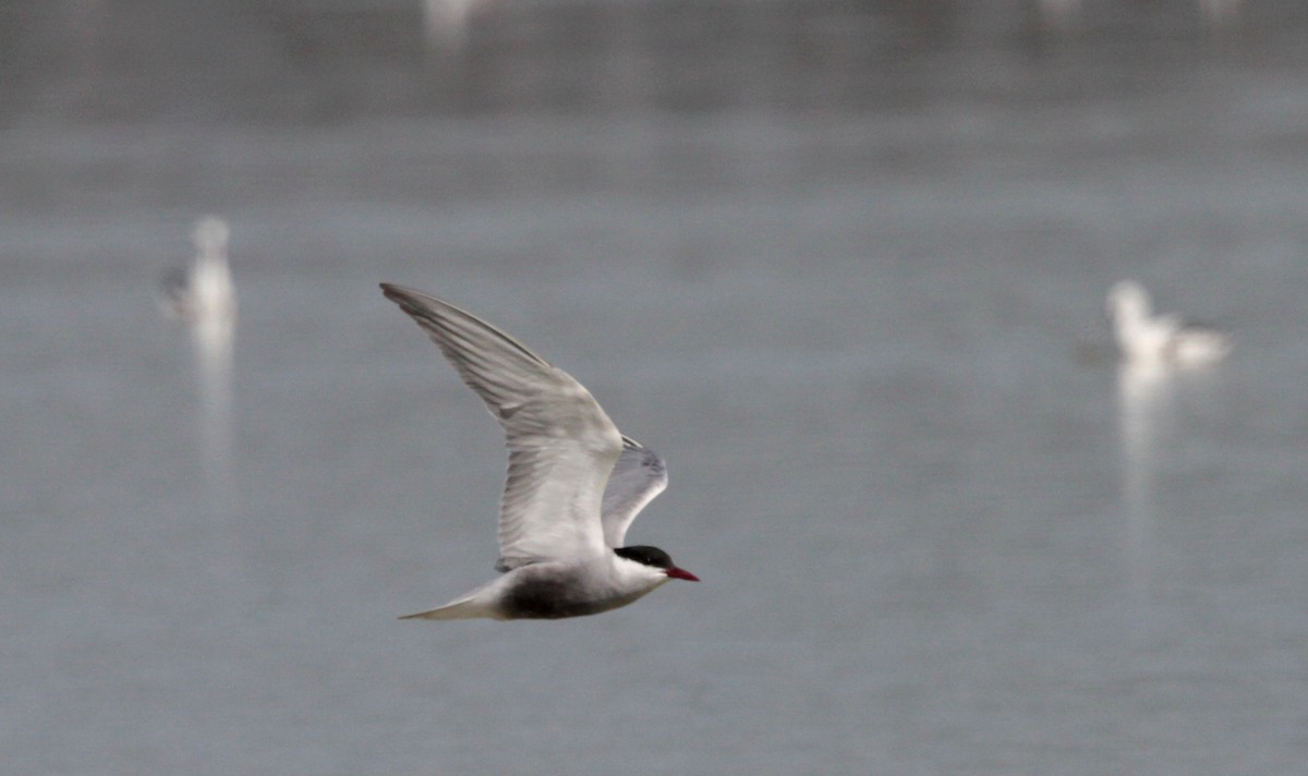 Whiskered Tern - ML74825581