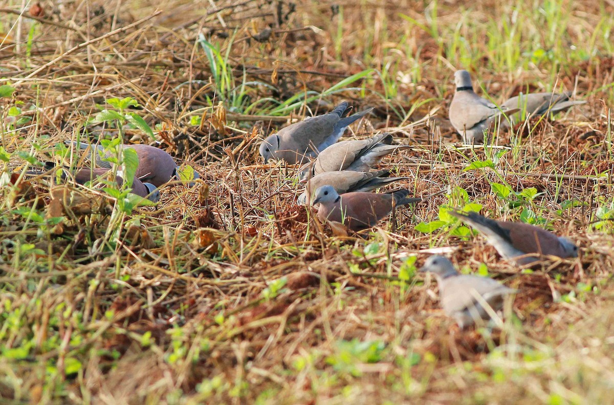 Red Collared-Dove - ML74826881