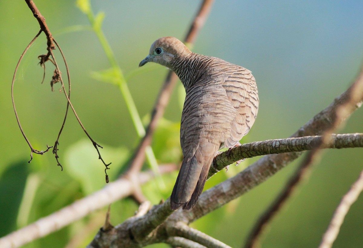 Zebra Dove - ML74826891