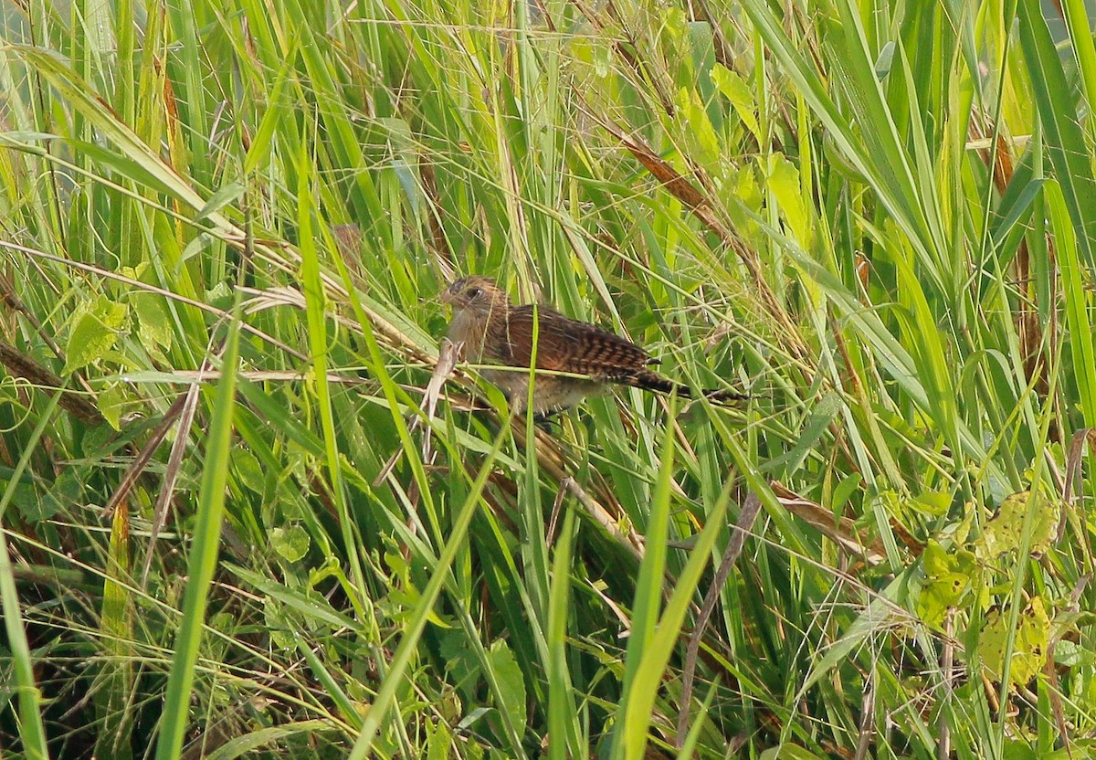 Lesser Coucal - ML74826911